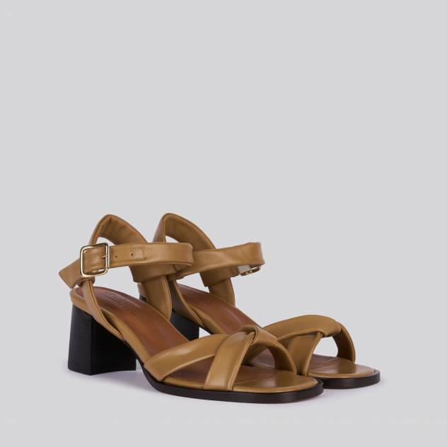 Camel