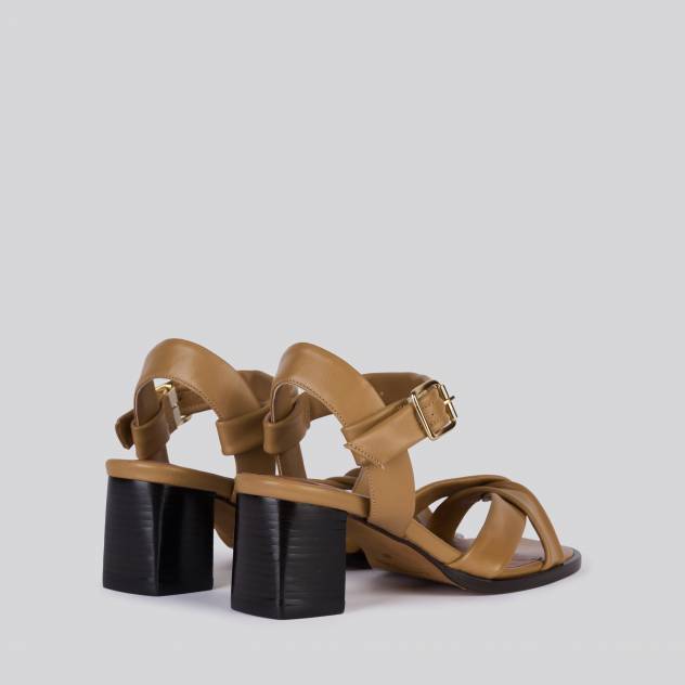 Camel
